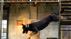 Fight Science: K-9 Super Cop