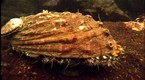The Nature of Things: Biomimicry, Part 2 (season 42, episode 6)