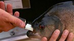 Explorer: Piranha Bite Force