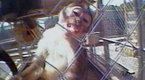 ABC Brian Ross Investigates: Monkey Business: Brian Ross Investiagion Exposed Pet Monkey Trade
