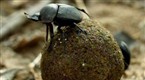 That's Tough: Brawny Bugs