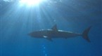 Hunter and Hunted: Stalked at Sea (season 1, episode 6)