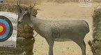 Expedition Safari: Safari Club Youth