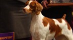 Westminster Kennel Club Dog Show: Tuesday's Winners