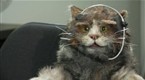 Atom.com Comedy Central Originals: Munchie the Agent: Aurora Snow