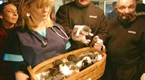 Rescue Ink Unleashed: Cats Everywhere