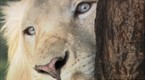 Big Cat Week: Return of the White Lion (season 1, episode 3)