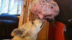 Rescue Ink Unleashed: Dog Surgery
