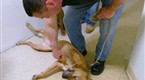 Rescue Ink Unleashed: Hungry Pit Bulls