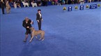 National Dog Show: 2010 National Dog Show