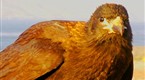 Great Migrations: Bird Vs. Cameraman