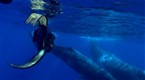 Great Migrations: Swimming With Whales