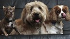 Puppy Love: Now Unleashed