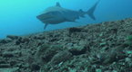 Shark Men: To Catch a Shark
