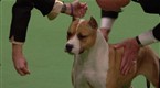 Westminster Kennel Club Dog Show: Best of Terrier Group