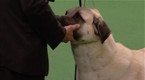Westminster Kennel Club Dog Show: Best of Working Group