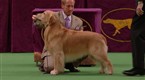 Westminster Kennel Club Dog Show: Best of Sporting Group