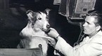 The Hollywood Collection: The Story of Lassie