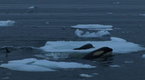 National Geographic Environment: Killer Whales "Gang up" to Capture Seal