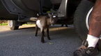 Alaska State Troopers: Dazed and Confused (season 2, episode 12)