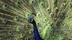 National Geographic Environment: Visions of Earth - Give Thanks