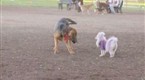 All About Aubrey: Dog Park