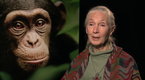 Featurette - See Chimps, Save Chimps