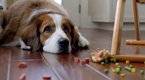 AdZone: Volkswagen: The Dog Strikes Back - Extended