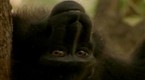 Wild Indonesia: Sulawesi Mystery (season 1, episode 2)
