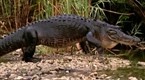 Hunter and Hunted: Predators in Paradise (season 1, episode 2)