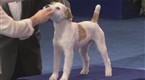 National Dog Show: The Terrier Group