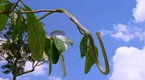 National Geographic Animals: Flying Snake Hunts Leaping Lizard