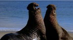 National Geographic Animals: Elephant Seal vs. Elephant Seal