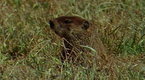 National Geographic Animals: Groundhog Forecasters