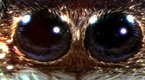National Geographic News: Spiders Jump With Deadly Accuracy in Green Light