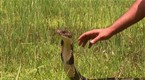 Dangerous Encounters: Deadliest Snakes (season 1, episode 7)