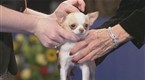 National Dog Show: The Toy Group