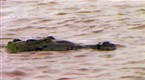 Dangerous Encounters: Monster Crocs (season 1, episode 12)