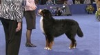 National Dog Show: The Working Group