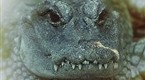 Dangerous Encounters: Dens of Danger (season 1, episode 2)