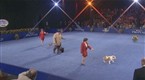 National Dog Show: Best in Show