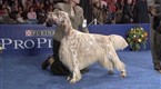 National Dog Show: Sporting Group