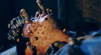 Prayer Beads: Mushroom Hunting (season 1, episode 5)