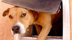 DogTown: Dancin' Doggy!