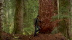 If a Tree Falls: A Story of the Earth Liberation Front