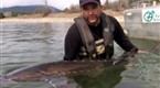 Hooked: Sturgeon Surgery
