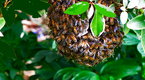 Cooking Up A Story: Collecting a Wild Honeybee Swarm