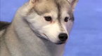 National Dog Show: The 2011 National Dog Show