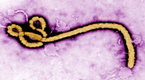 FORA.tv Science: Carl Zimmer: A Planet of Viruses (season 1, episode 37)