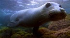 Great Migrations: Seal-Stalking Sharks